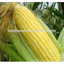 MCO06 Tian heat resistant golden-yellow sweet corn seeds for planting